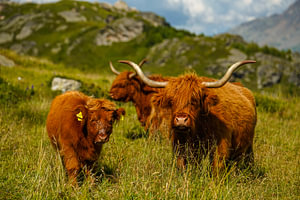 Schottisches Hochlandrind mit seinem kleinen Kalb