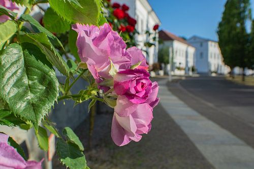 paarse hoogstamrozen in de Alleestraße in Putbus op het eiland Rügen