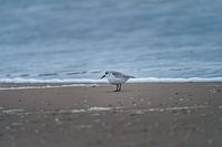 Drieteenstrandloper langs de waterlijn