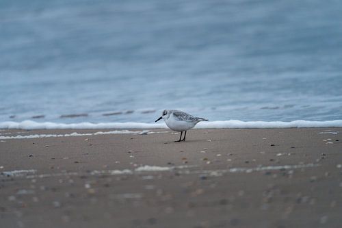 Sanderling along the waterline