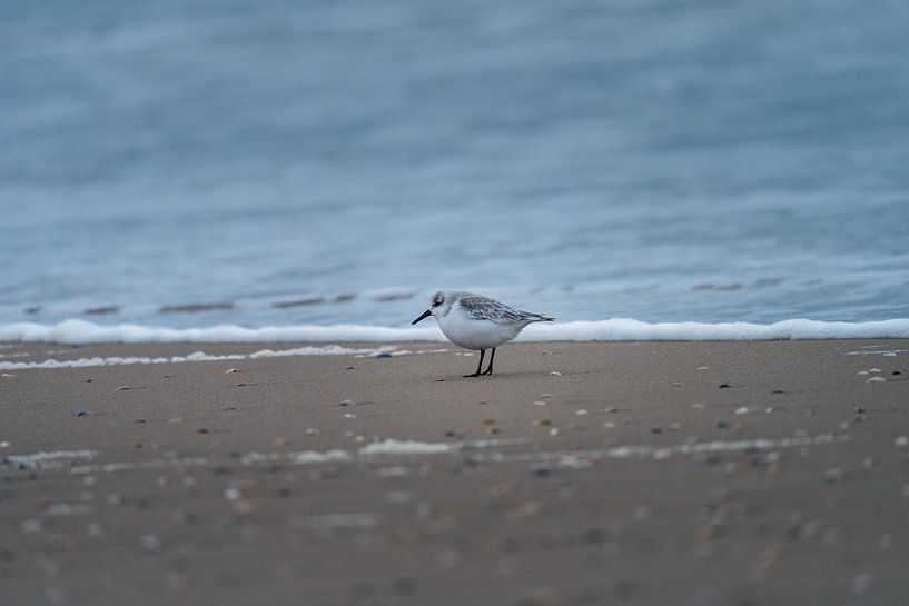 Drieteenstrandloper langs de waterlijn van Samantha van Leeuwen