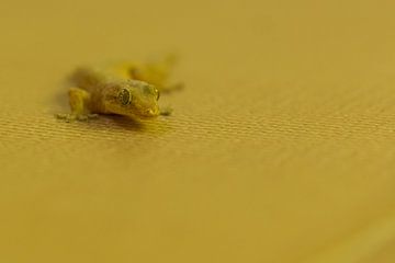 Gecko liegt auf dem Boden von Erik de Rijk