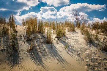 Dutch Dunes sur Marianne Rouwendal