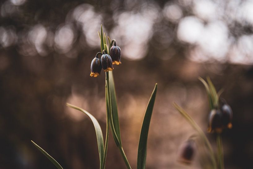 flowers part 95 by Tania Perneel