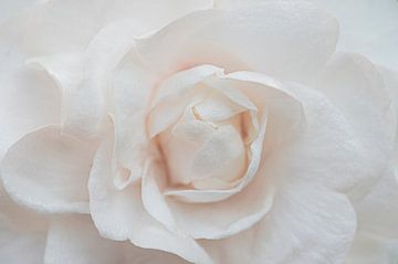 Het hart van: de roos van MdeJong Fotografie