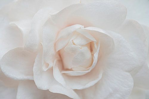 The heart of: the rose by MdeJong Fotografie