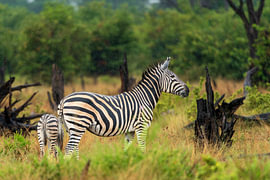 Zebra-Mutter und Fohlen stehen in der grünen Savanne von Johannes Jongsma