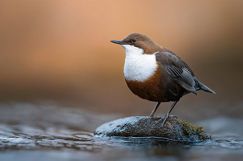 Waterlijster bij de beek (Cinclus cinclus)