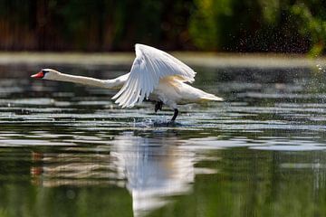 Danube delta swan by Roland Brack