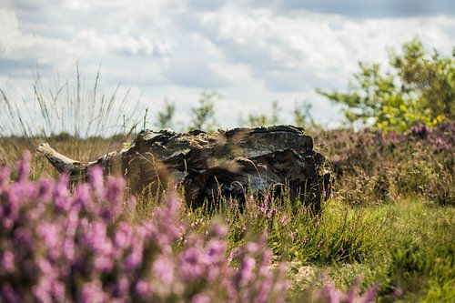 Drents heidegebied by Erica Kuiper