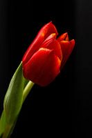 Black Tulip