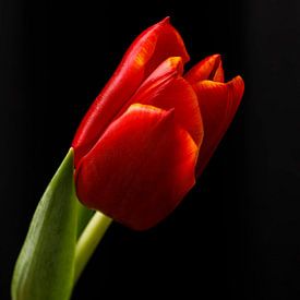 Tulipe noire sur Barbara van Biezen