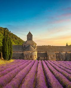 Die Abtei von Senanque und blühender Lavendel