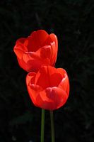 Red / Red