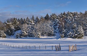 zweeds landschap met sneeuw van Geertjan Plooijer