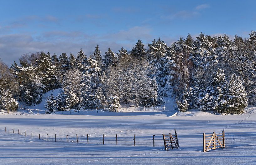 zweeds landschap met sneeuw van Geertjan Plooijer