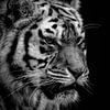 Porträt eines Tigers in schwarz-weiß von Marjolein van Middelkoop
