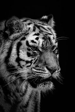 Portret van een tijger in zwart-wit van Marjolein van Middelkoop
