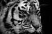 Portrait d'un tigre en noir et blanc sur Marjolein van Middelkoop