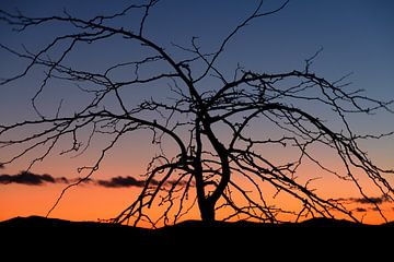 Baum bei Sonnenuntergang von Truus Nijland