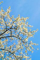 Blüte