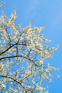 Blüte