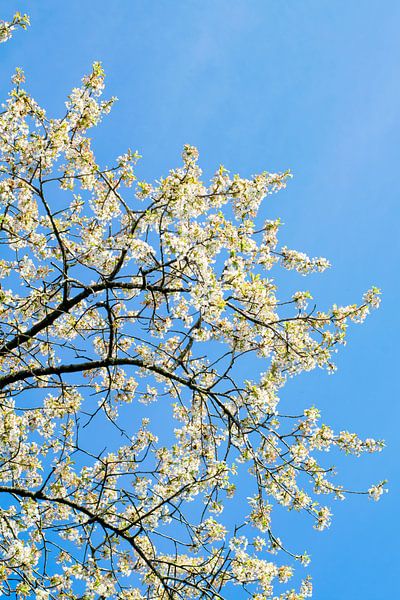 Blossom by Iris Brummelman