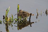 Watersnip