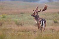 Ein männlicher Damhirsch mit eindrucksvollem Geweih schaut zu