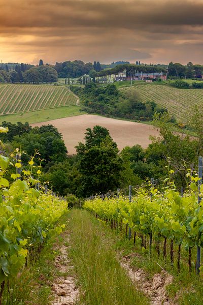 Weinberge in der Toskana von DafnePhoto