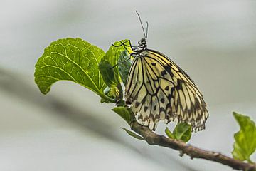 zwart-witte vlinder van Karin Riethoven