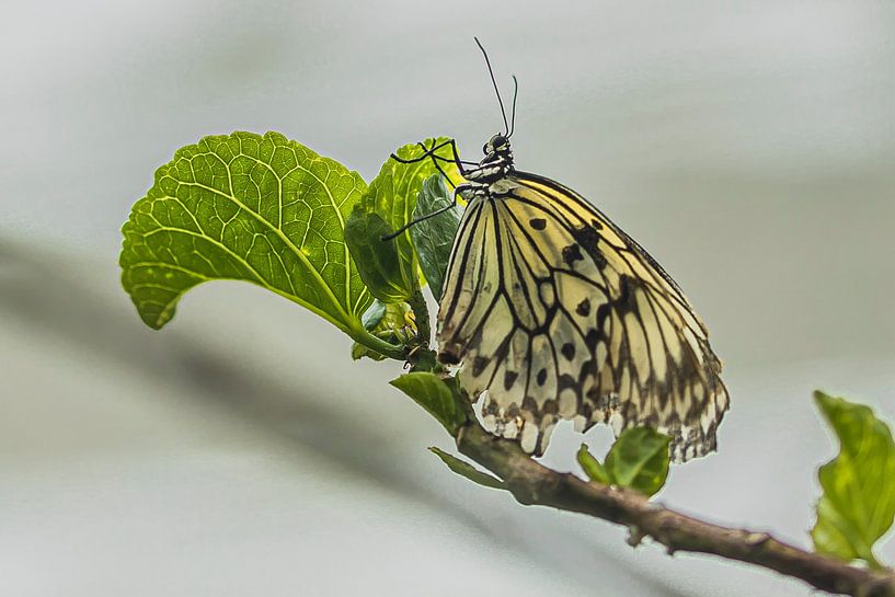 schwarzer und weißer Schmetterling von Karin Riethoven