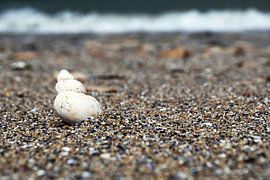 Shell on the beach by Frank Herrmann