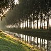 Bomenrij in de ochtendnevel langs een afwateringskanaal von Nico de Lezenne Coulander