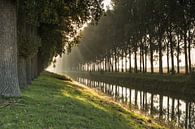 Bomenrij in de ochtendnevel langs een afwateringskanaal von Nico de Lezenne Coulander Miniaturansicht