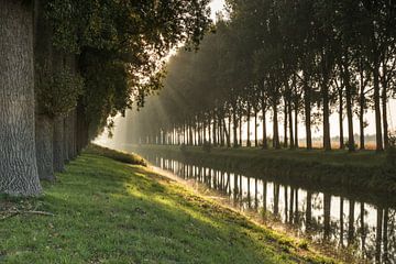 Bomenrij in de ochtendnevel langs een afwateringskanaal