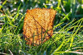 Autumn leaf in the light. by Els Oomis