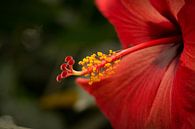 Rode bloem op groen van Carine Belzon thumbnail