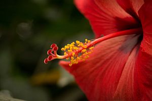 Rote Blume auf Grün