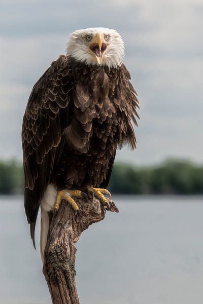Amerikaanse zeearend. van Tilly Meijer