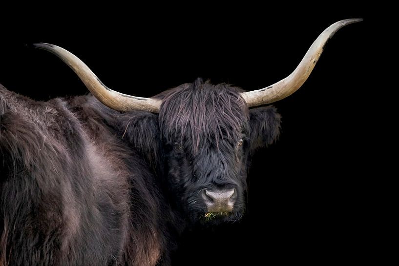 Schotse Hooglander, langharig rund van Gert Hilbink