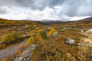 Autumn colours at Norway von Menno Schaefer