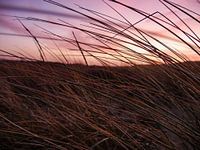 Texelse duinen