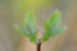 Spring by Karin Jähne