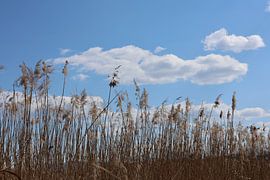 Schilf unter weiten Wolken im Grabenstätter Moos von Patriks junger Blick