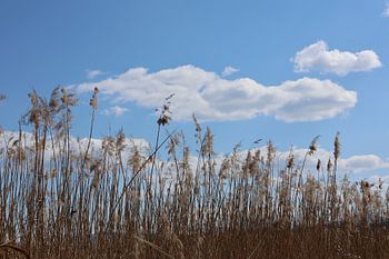 Schilf unter weiten Wolken im Grabenstätter Moos