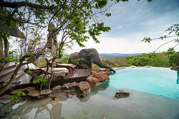 Elephant drink swimmingpool