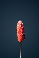 Rote getrocknete Blume