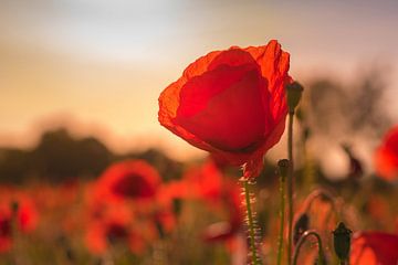 Le coquelicot dans les champs sur Dennis Bresser