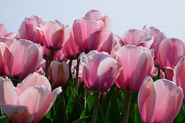 Pink close-up by Frank's Awesome Travels